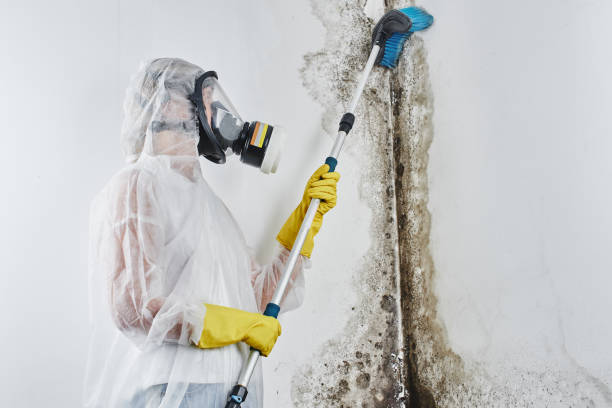 Best Black Mold Remediation in USA